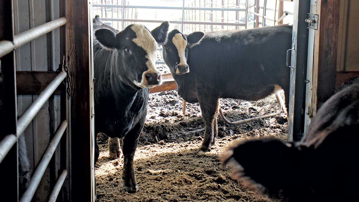 The Welsh cow-calf operation is mostly Simmental